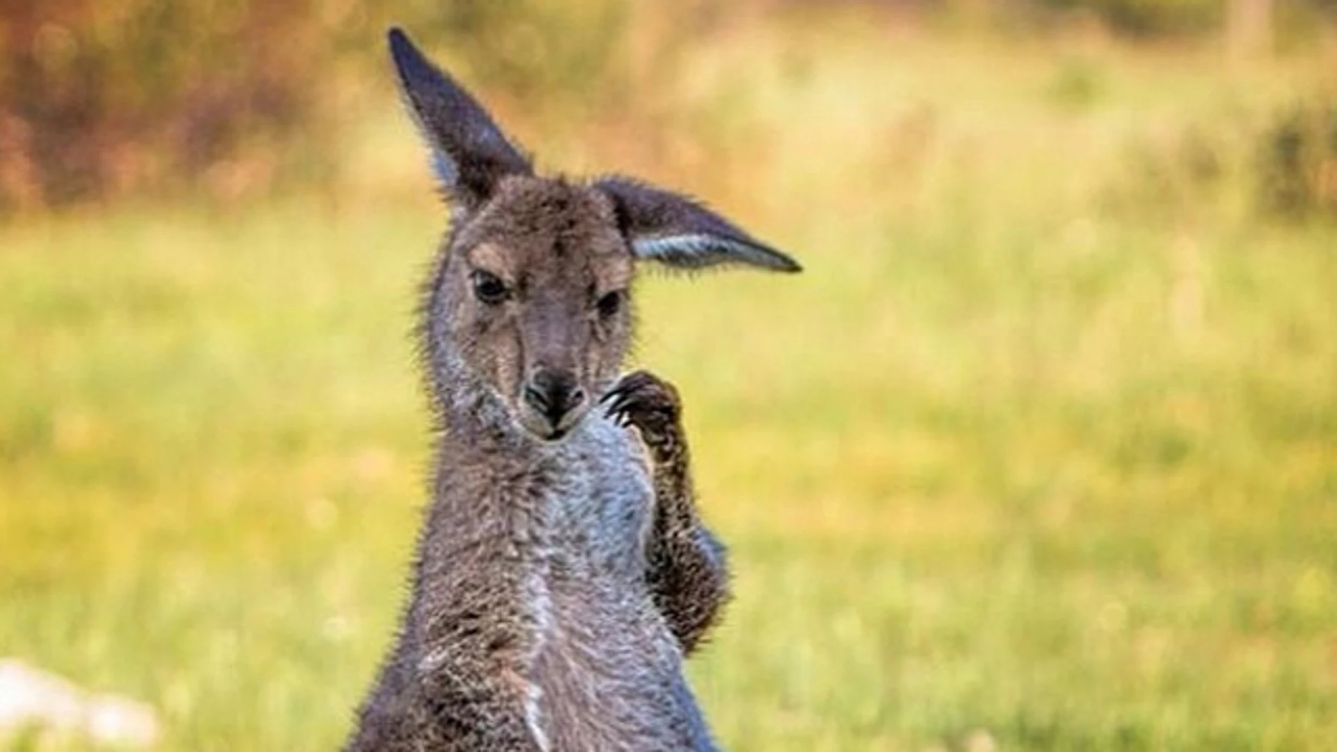 Un canguro pensativo Un canguro pensativo