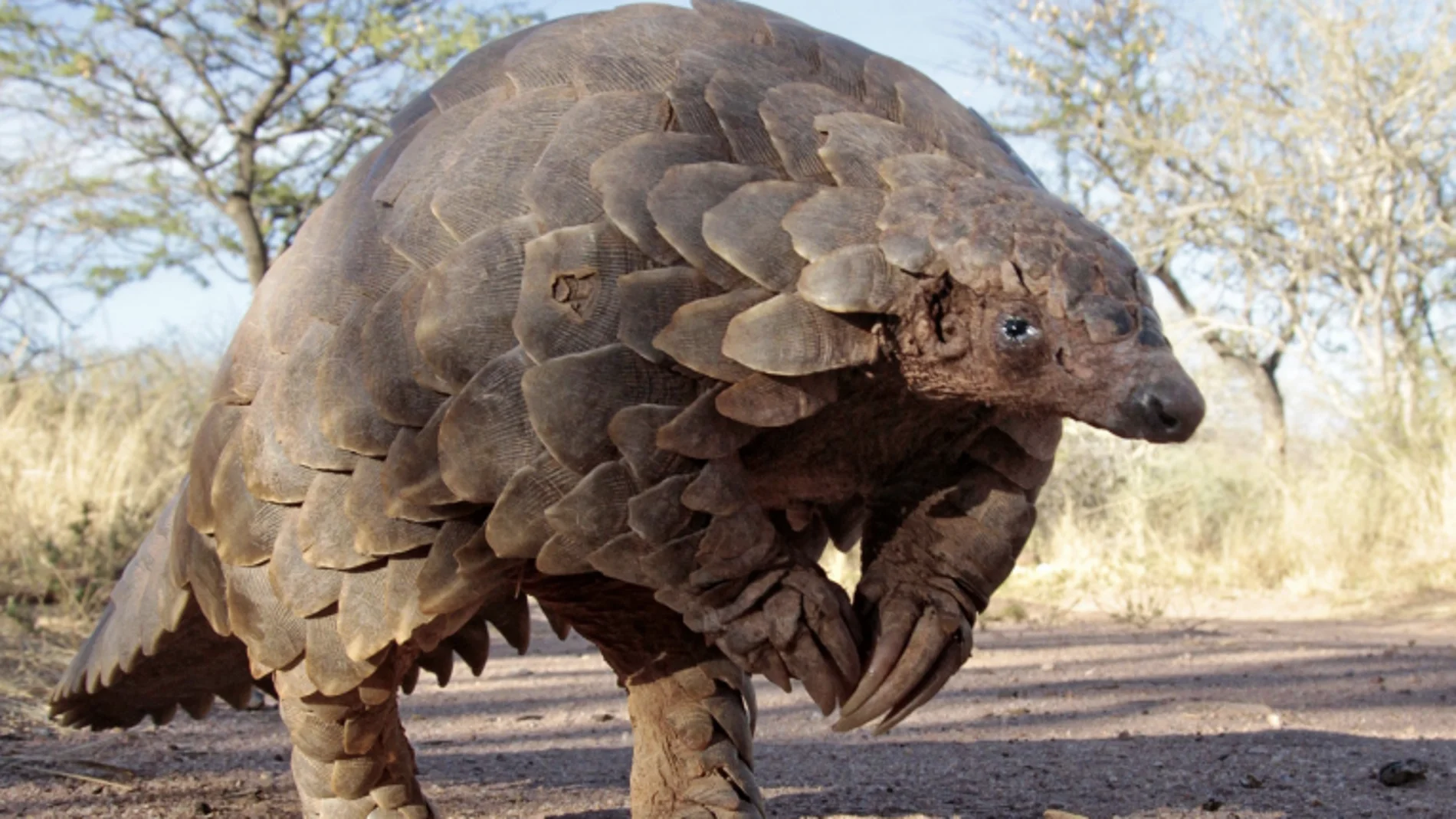 Un pangolín, fotografiado desde el suelo Un pangolín, fotografiado desde el suelo