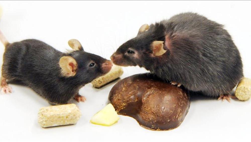 Ratones de laboratorio