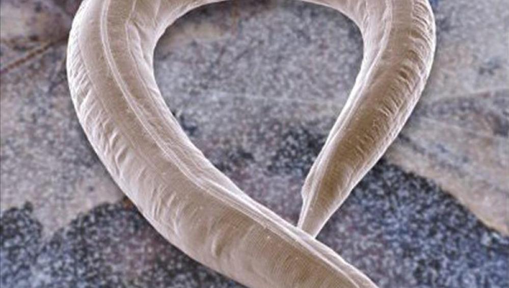 Imagen microscópica de un gusano nematodo.