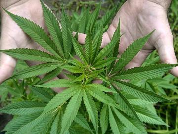 El Parlamento de Jamaica despenaliza la marihuana