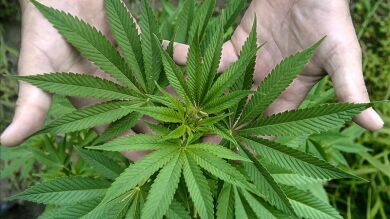 Croacia legaliza el cannabis para fines medicinales
