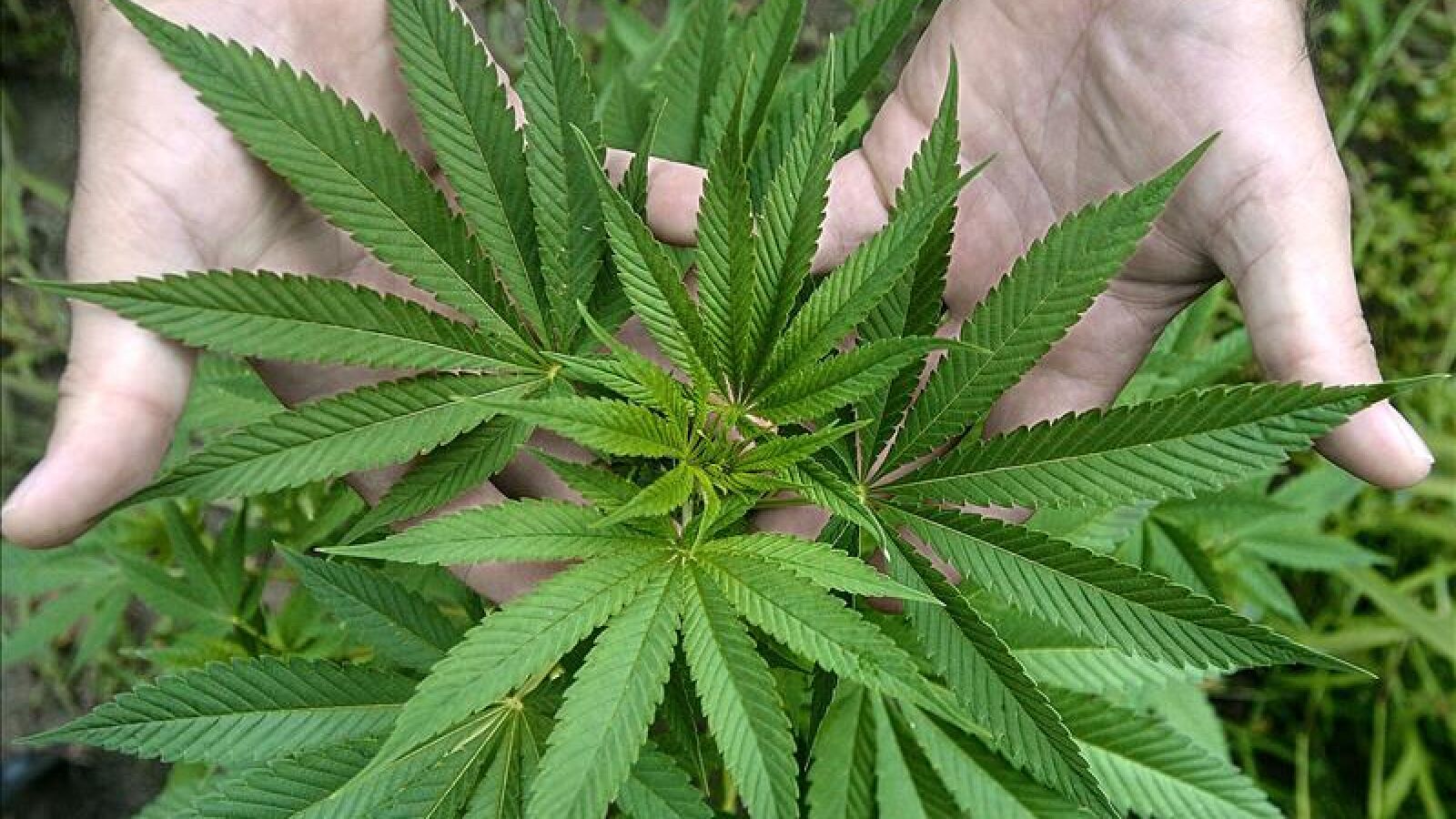 La policía de Berlín arranca una plantación de marihuana que crecía en una rotonda