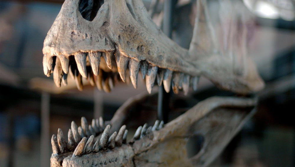 Un esqueleto de un dinosaurio
