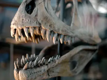 Un esqueleto de un dinosaurio Un esqueleto de un dinosaurio