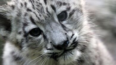 Cierran cerca de 130 colegios en en la India por temor a los leopardos