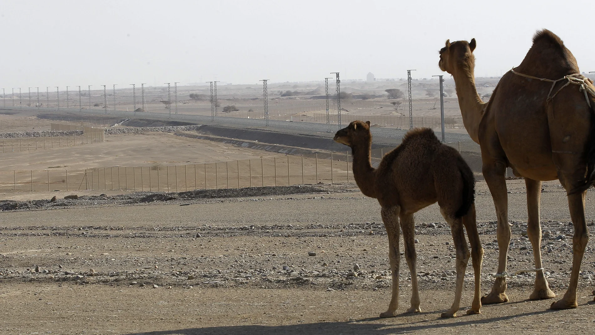 Arabia Saudí levanta muros en el desierto Arabia Saudí levanta muros en el desierto