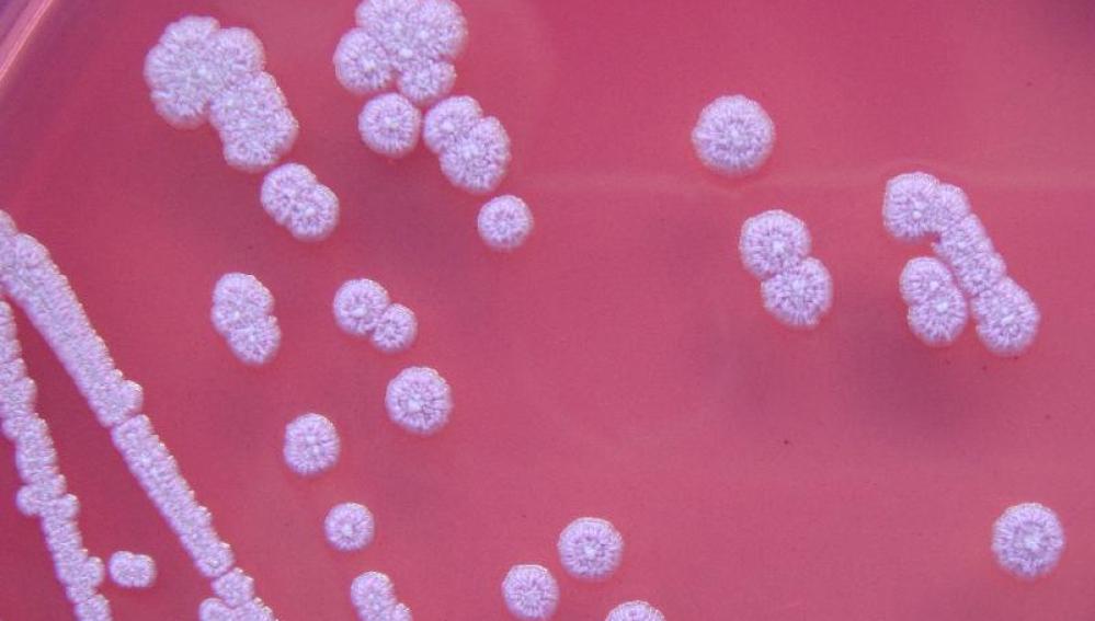 Bacteria Burkholderia pseudomallei
