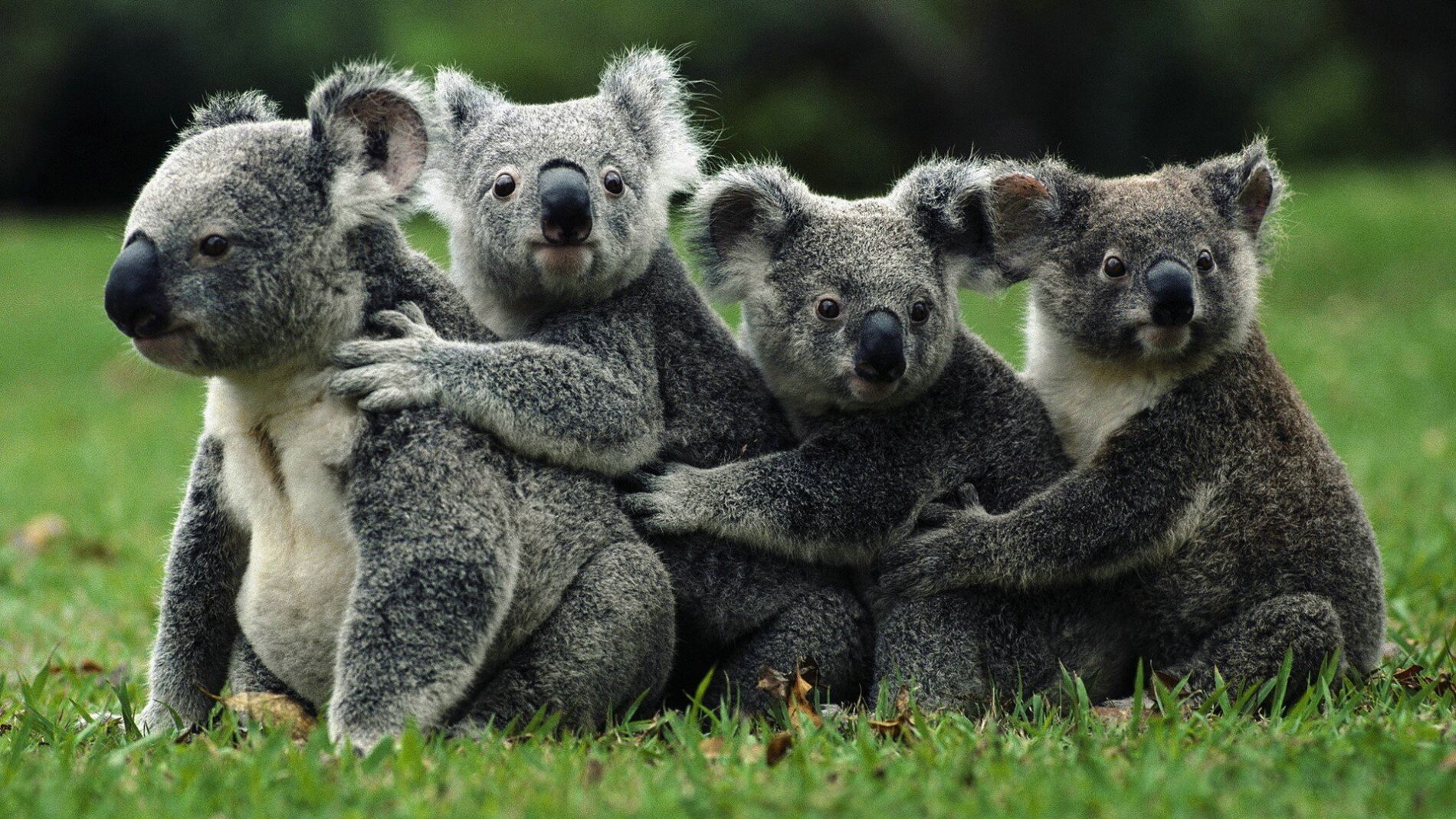 Sacrifican en Australia a 700 koalas por "problemas de superpoblaci&oacute;n"