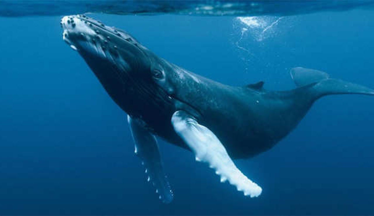 Imagen de archivo de una ballena azul Imagen de archivo de una ballena azul