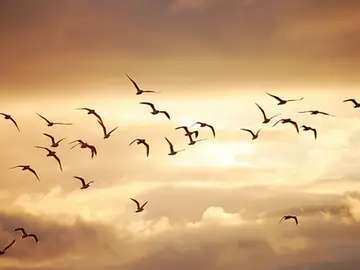 Pájaros volando Pájaros volando