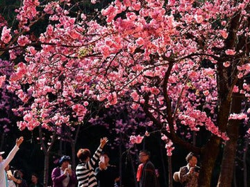 Cerezos en flor en Hubei, China