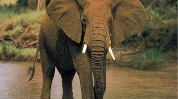 La caza furtiva reduce los ejemplares de elefantes africanos 