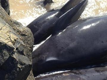 Imagen de las ballenas varadas en Bunbury