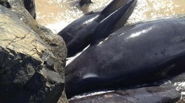 Imagen de las ballenas varadas en Bunbury