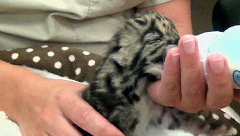 La cría de leopardo nacida en un zoo de Florida