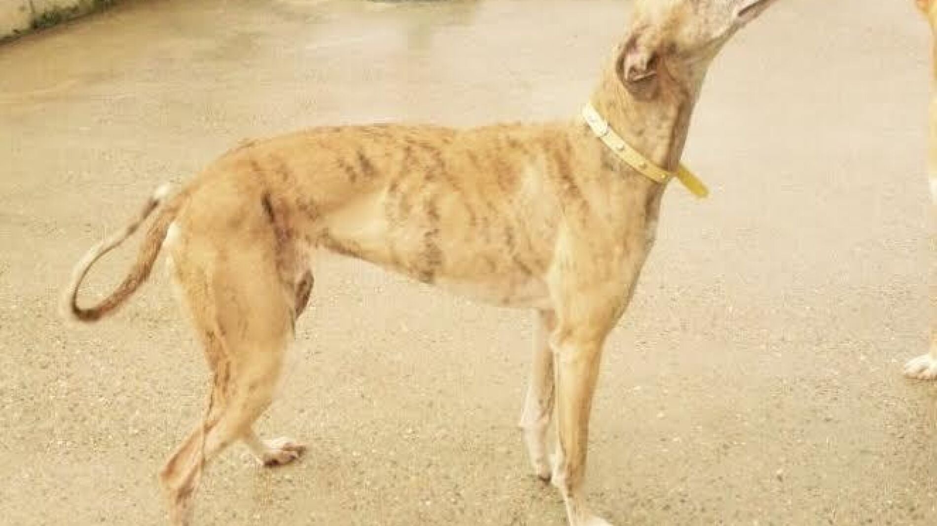 Lola se salv&oacute; del accidente