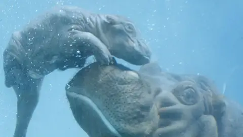 La cría de hipopótamo con su madre La cría de hipopótamo con su madre