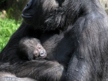 La gorila Makena con su cría.