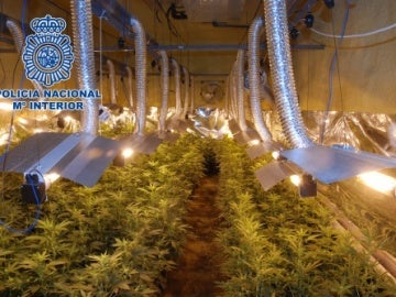 También incautan en Elche de 4.600 plantas de marihuana