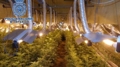 Desarticulan un clan familiar tras incautar 2.148 plantas de marihuana que cultibaban en Zaragoza