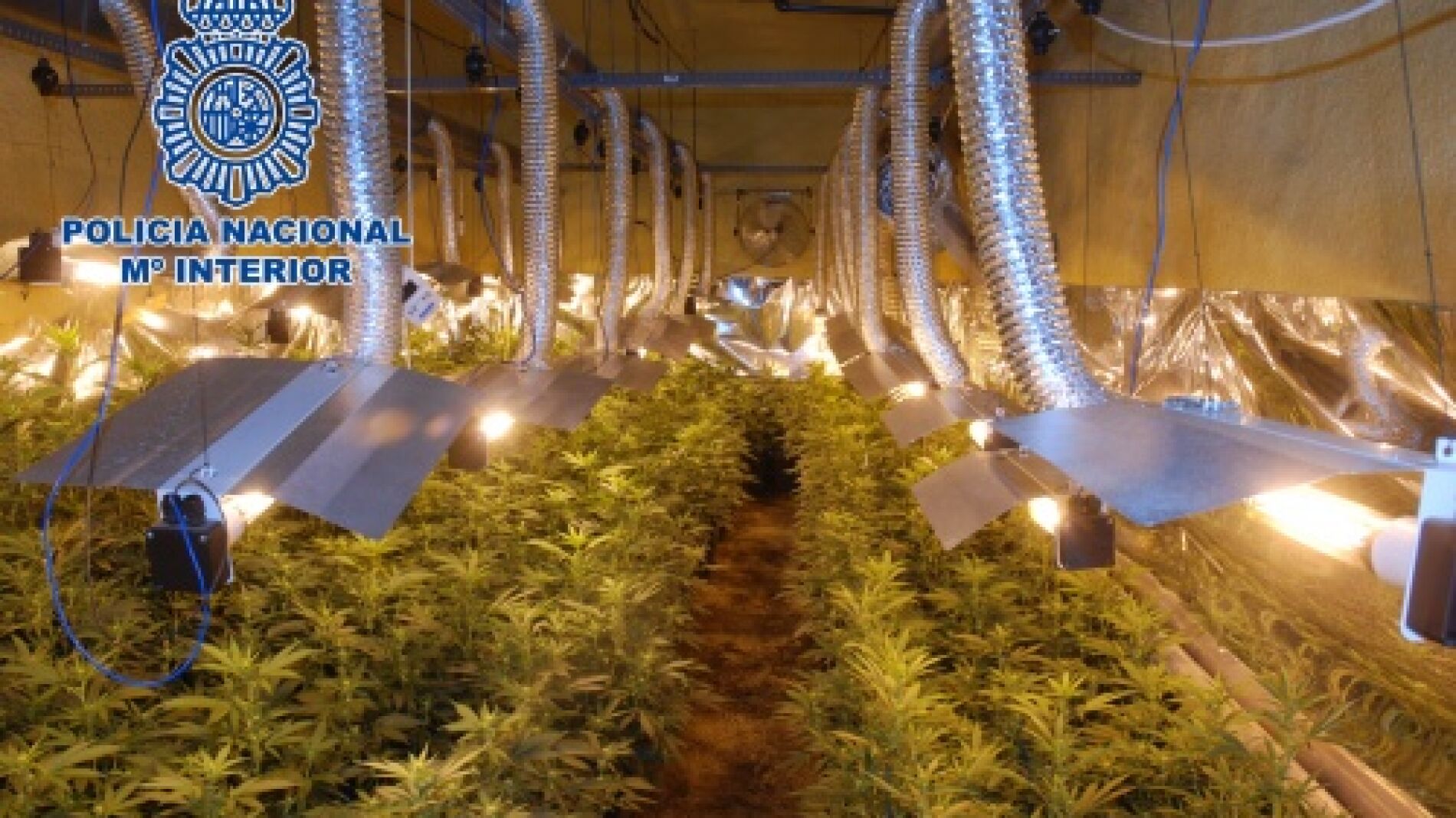 Tambi&eacute;n incautan en Elche de 4.600 plantas de marihuana