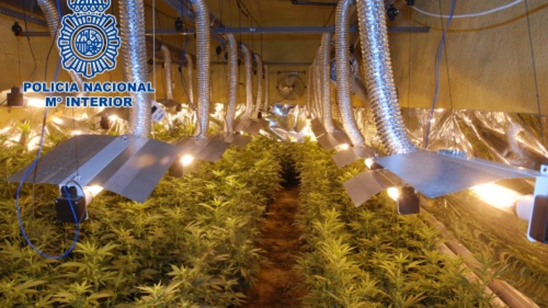 También incautan en Elche de 4.600 plantas de marihuana También incautan en Elche de 4.600 plantas de marihuana