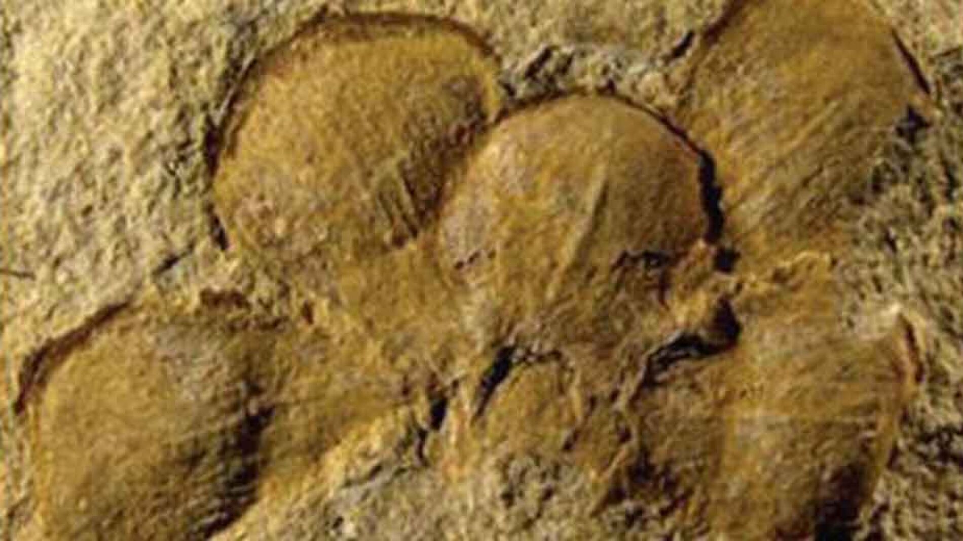 Imagen del f&oacute;sil de la flor