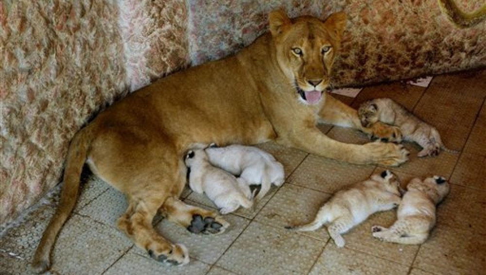 Una leona que vive como mascota da a luz cinco cachorros en Pakistán