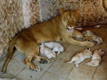 Una leona que vive como mascota da a luz cinco cachorros en Pakistán