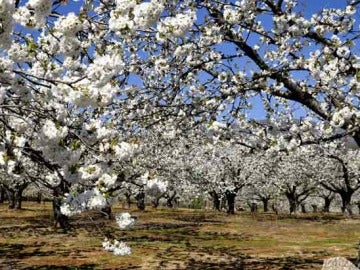 Cerezos en flor