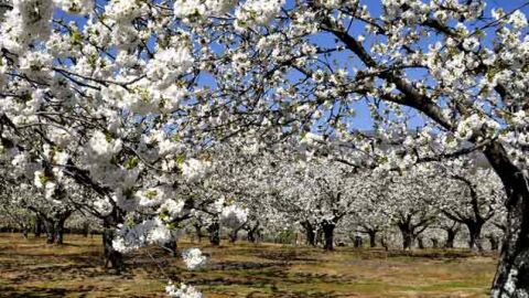 Cerezos en flor