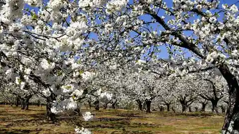Cerezos en flor Cerezos en flor
