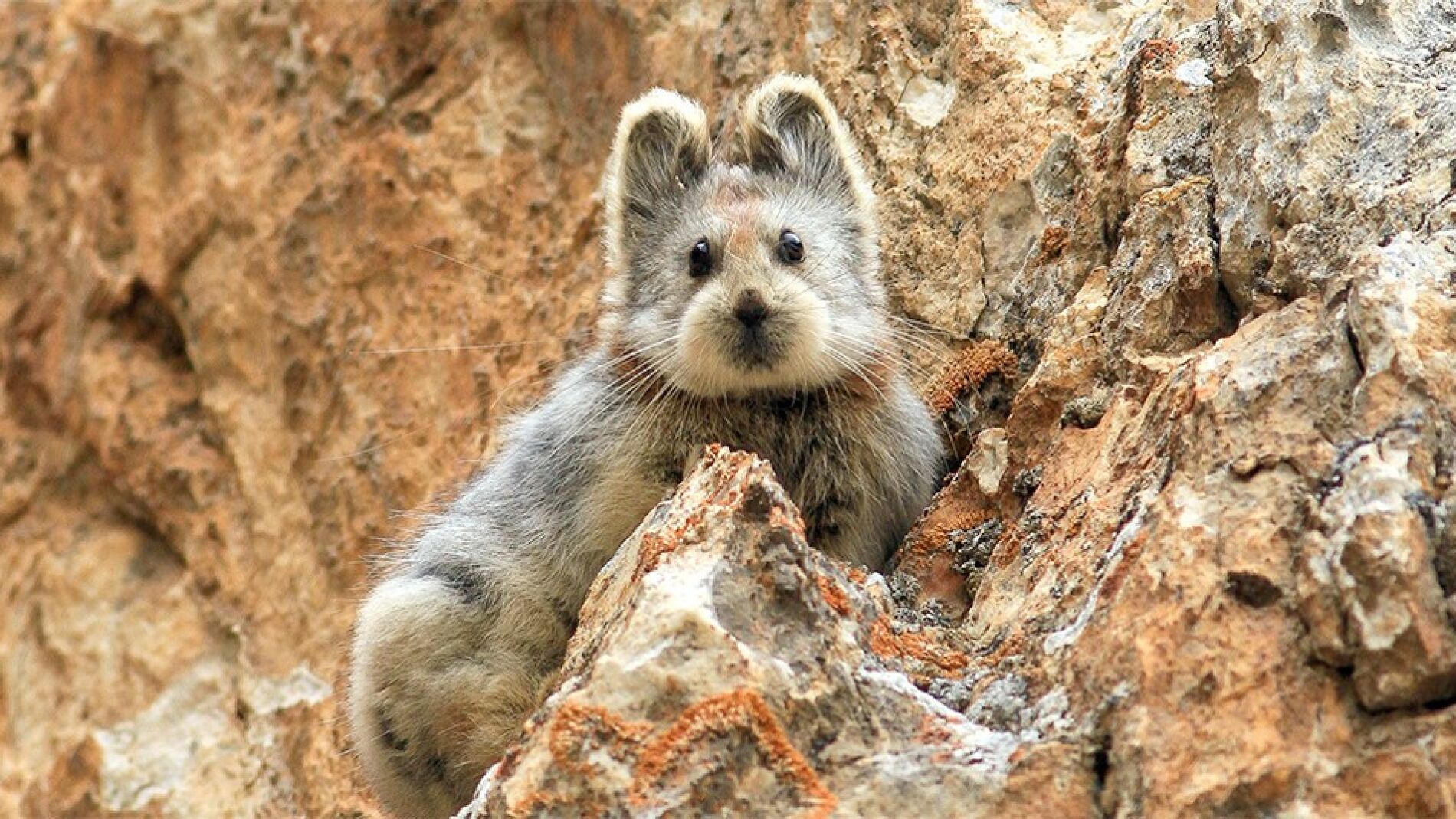 Un Pika Ili en China