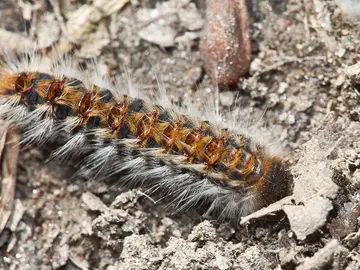 Oruga procesionaria Oruga procesionaria