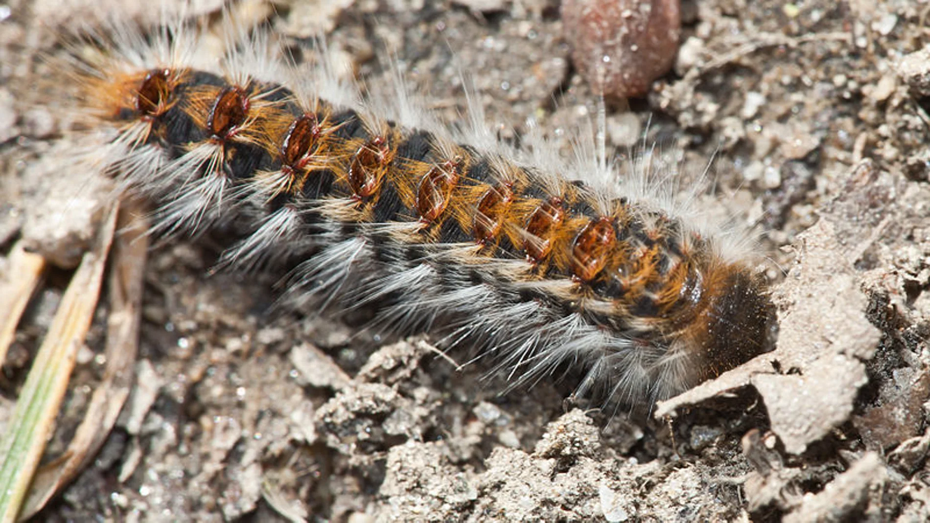 Oruga procesionaria Oruga procesionaria