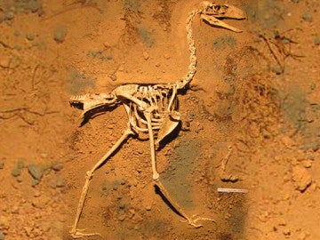 Fósiles de ave del terror sudamericana llamada 'Llallawavis scagliai' 