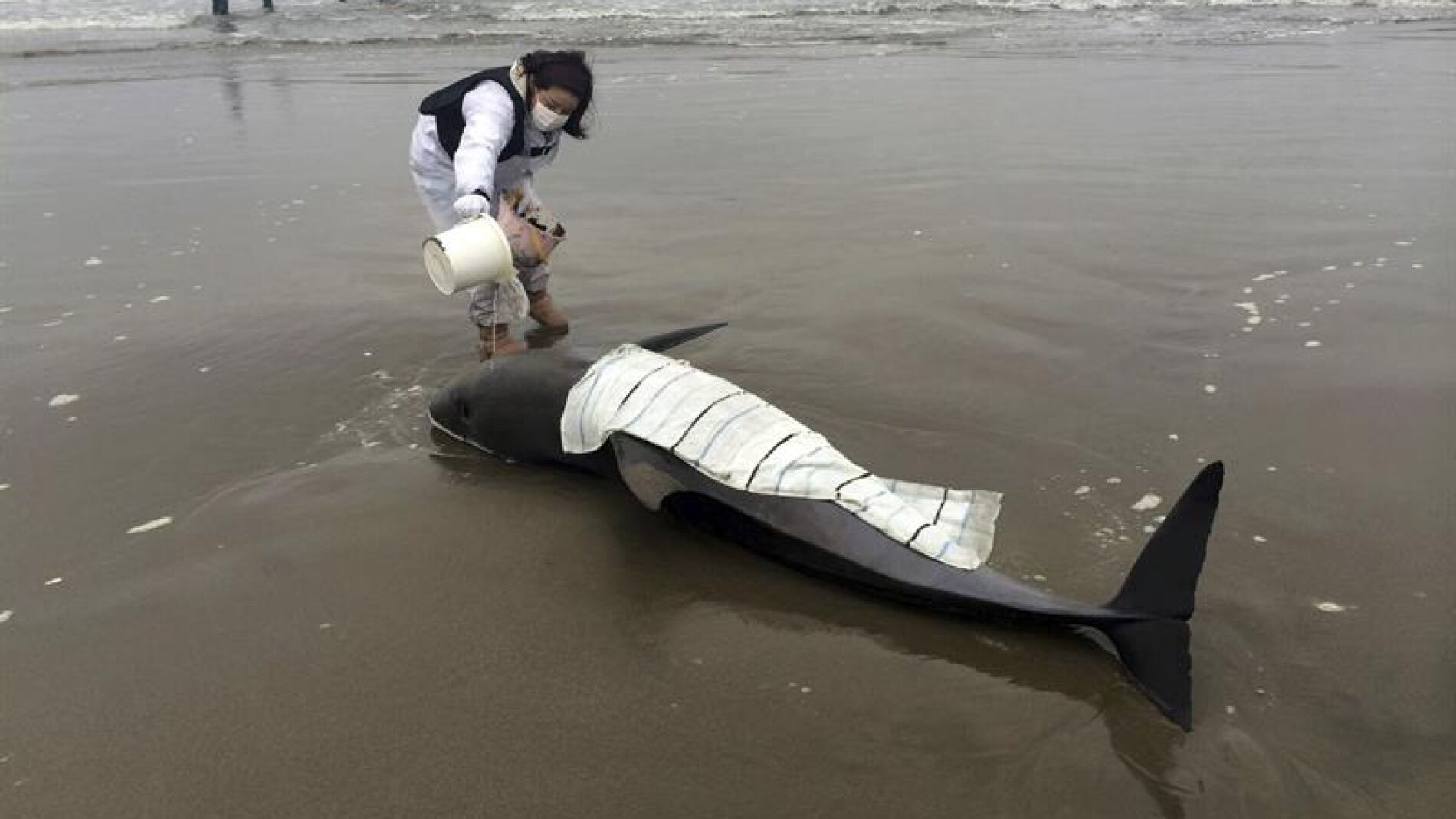 Delfines varados en Hokota, Jap&oacute;n