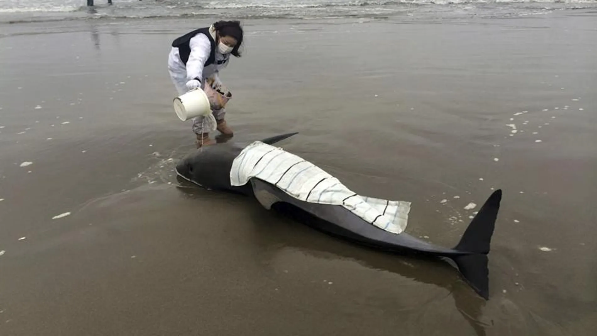 Delfines varados en Hokota, Japón Delfines varados en Hokota, Japón