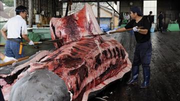 Varios pescadores quitando la piel a una ballena en Wada Port, Japón. EFE/Archivo
