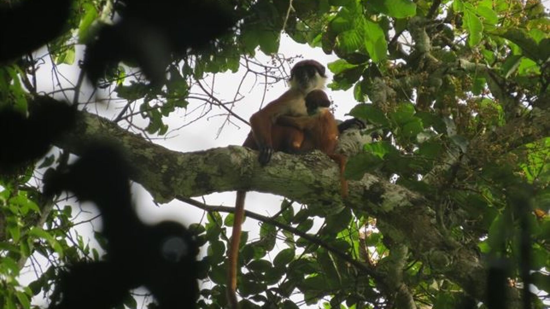 Mono rojo de Bouvier