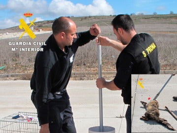 Agentes del Seprona rescatando al zorro Agentes del Seprona rescatando al zorro