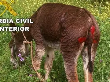 Imagen del burro herido difundida por la Guardia Civil Imagen del burro herido difundida por la Guardia Civil