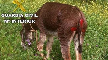 Imagen del burro herido difundida por la Guardia Civil
