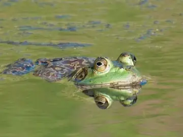 La polución amenaza con extinguir a la rana gigante del lago Titicaca La polución amenaza con extinguir a la rana gigante del lago Titicaca