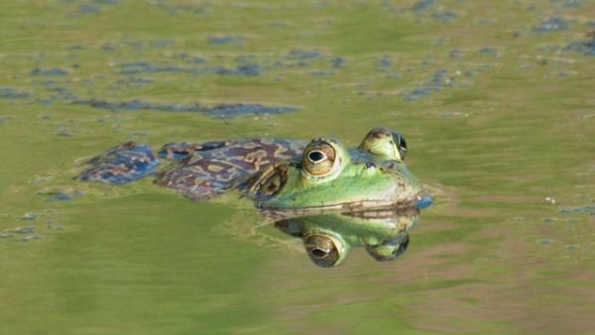 La poluci&oacute;n amenaza con extinguir a la rana gigante del lago Titicaca