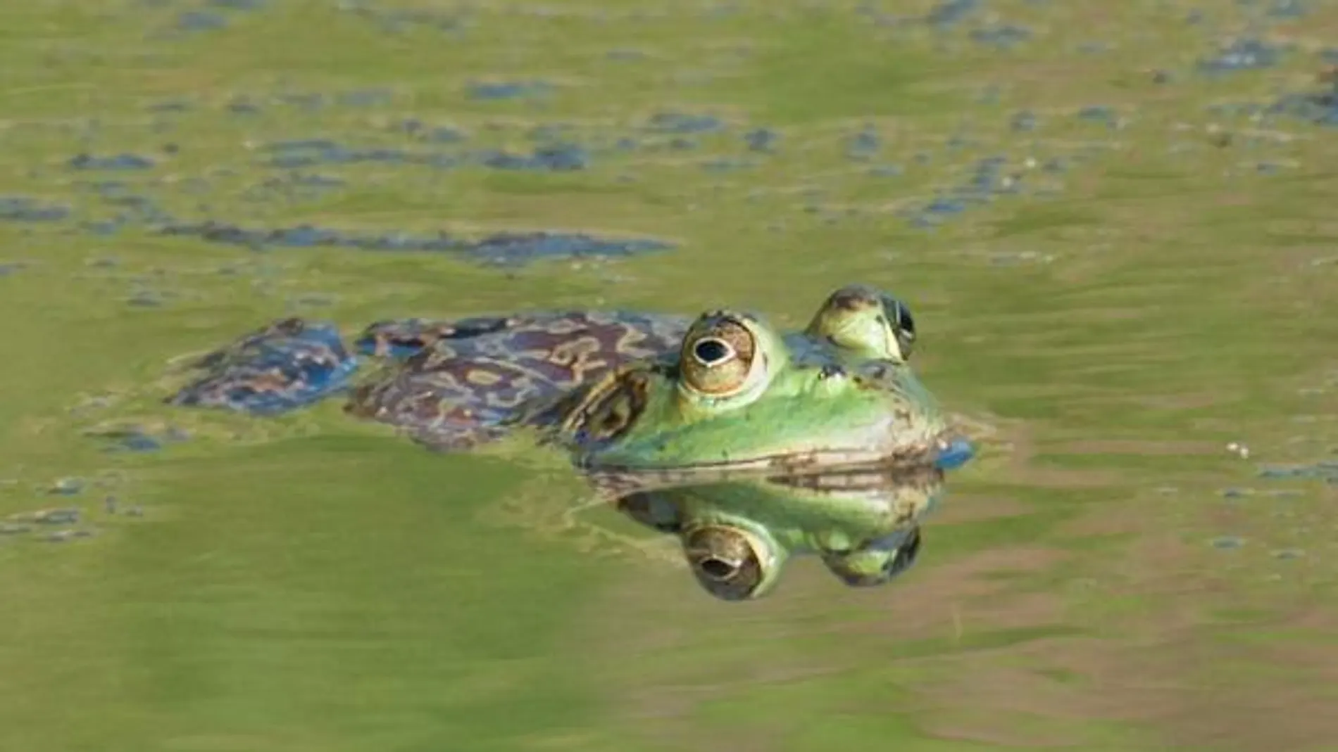 La polución amenaza con extinguir a la rana gigante del lago Titicaca La polución amenaza con extinguir a la rana gigante del lago Titicaca