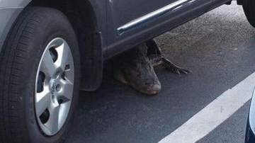 Un hombre se encuentra a un caimán en su coche 