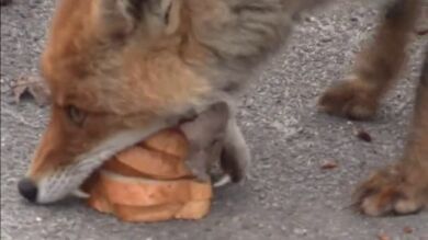 Un zorro ucraniano haciéndose un sándwich se convierte en video viral