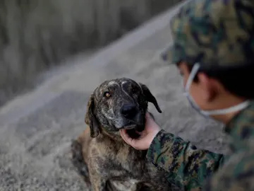 Ceniza ayudando en el rescate Ceniza ayudando en el rescate